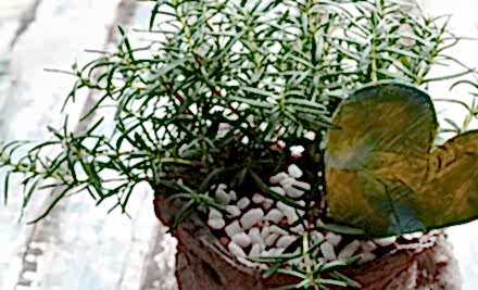 Biberiye Faydaları Biberiye Çayı Tarifi